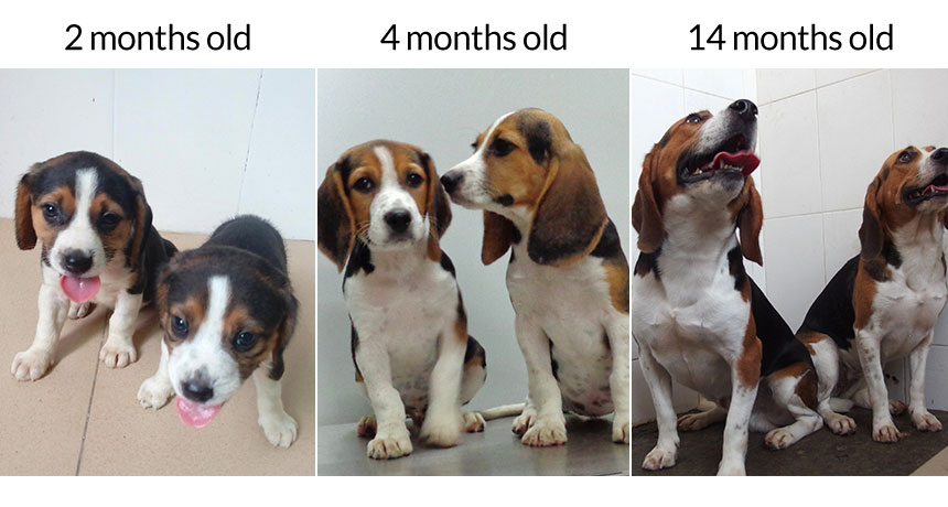 Geneen edizioak buff beagles sortzen ditu