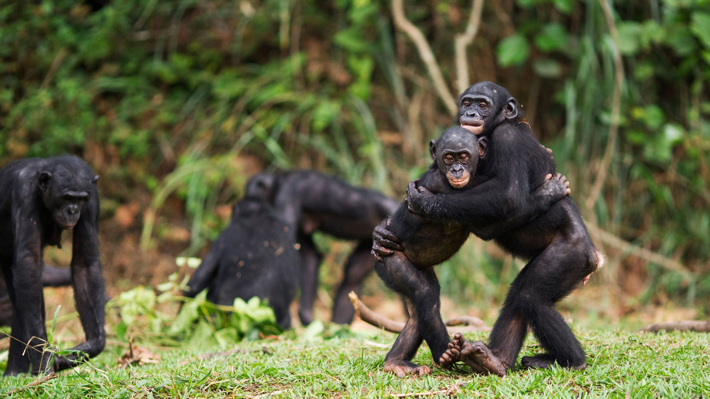 Ikas ditzagun txinpantzeei eta bonoboei buruz